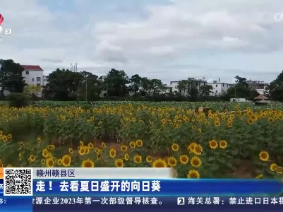 赣州赣县区：走！去看夏日盛开的向日葵