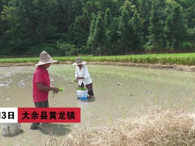 赣州大余：战高温抢农时  农技员下田指导“双抢”