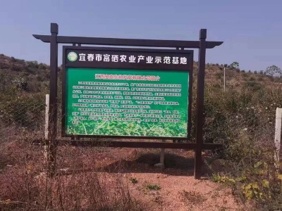 【三比三争】高安市灰埠镇：乡村振兴之油茶林里跑山猪