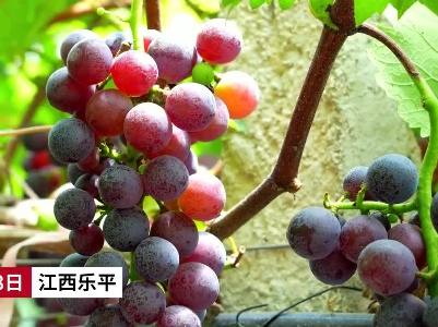江西乐平： 水果+旅游 农村致富路