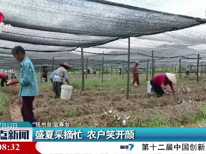 盛夏采摘忙 农户笑开颜