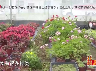 今日提醒——植物浇水有三法