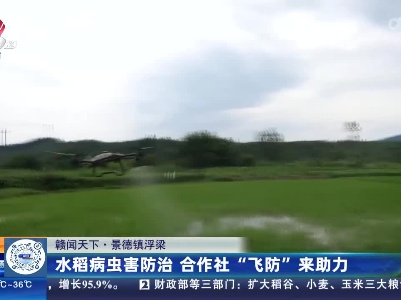 【赣闻天下】景德镇浮梁：水稻病虫害防治 合作社“飞防”来助力