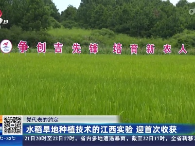 【党代表的约定】水稻旱地种植技术的江西实验 迎首次收获