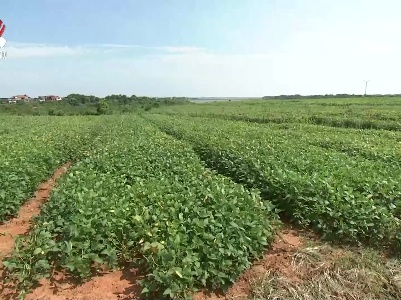 “赣豆10号”完成测产 突破南方大豆高产250公斤目标