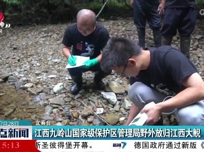 江西九岭山国家级保护区管理局野外放归江西大鲵