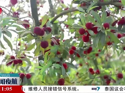 盛夏丰收忙 致富乐开怀