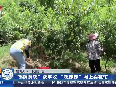 【赣闻天下】抚州广昌：“锦绣黄桃”获丰收 “桃妹妹”网上卖桃忙