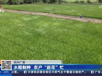 抚州广昌：水稻制种 农户“赶花”忙