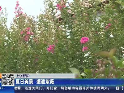 上饶鄱阳：夏日美景 邂逅紫薇