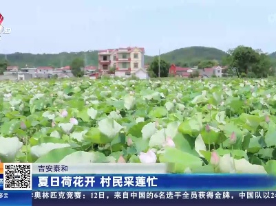 吉安泰和：夏日荷花开 村民采莲忙