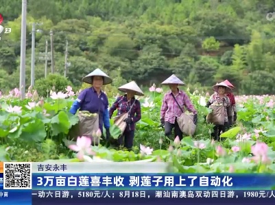 吉安永丰：3万亩白莲喜丰收 剥莲子用上了自动化