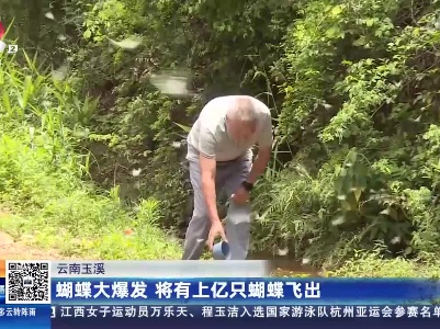云南玉溪：蝴蝶大爆发 将有上亿只蝴蝶飞出