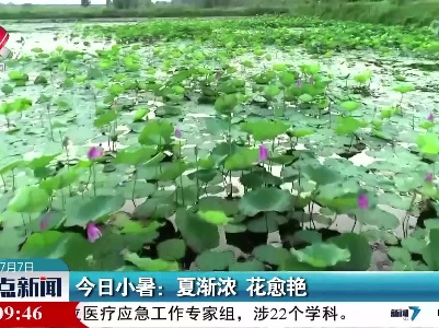 今日小暑：夏渐浓 花愈艳