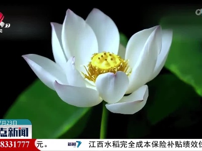 【“大暑”至 夏正浓】映日荷花 清凉治愈