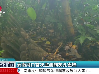 云南河口首次监测到灰孔雀雉