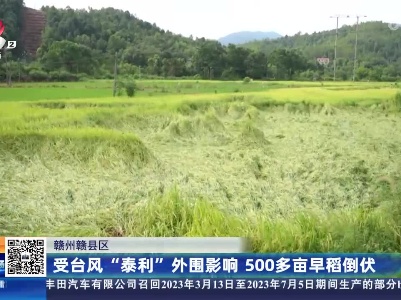 赣州赣县区：受台风“泰利”外围影响 500多亩早稻倒伏