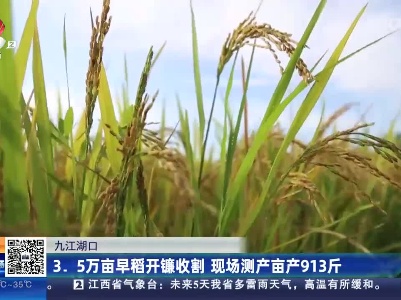 九江湖口：3.5万亩早稻开镰收割 现场测产亩产913斤