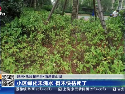 【赣问·热线曝光台】南昌青山湖：小区绿化未浇水 树木快枯死了