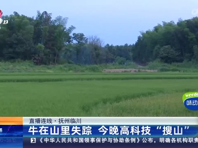 【直播连线】抚州临川：牛在山里失踪 今晚高科技“搜山”