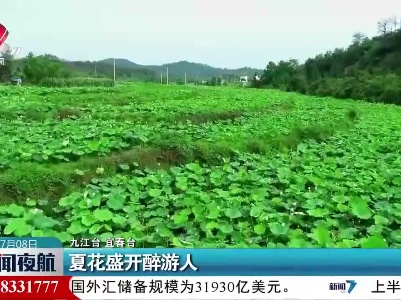 夏花盛开醉游人