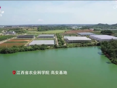稻花香里20230712 乡村振兴进行时——西瓜“出圈”记