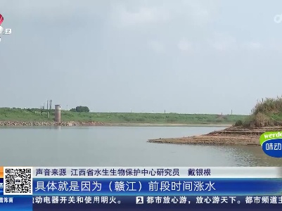 南昌：赣江中支水位急跌 多头江豚面临险境
