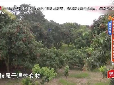 健康提醒——一颗荔枝三把火 味道鲜美莫贪嘴