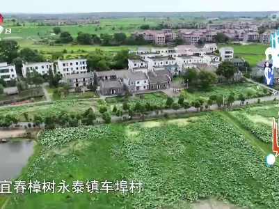宜春樟树——荷花竞相绽放 游客荷塘“悦”色