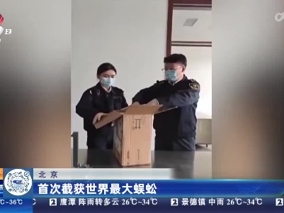 北京：首次截获世界最大蜈蚣