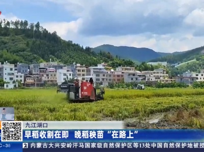 九江湖口：早稻收割在即 晚稻秧苗“在路上”