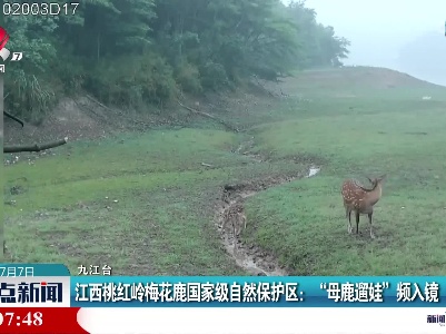 江西桃红岭梅花鹿国家级自然保护区：“母鹿遛娃”频入镜