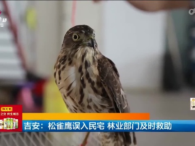 吉安：松雀鹰误入民宅 林业部门及时救助