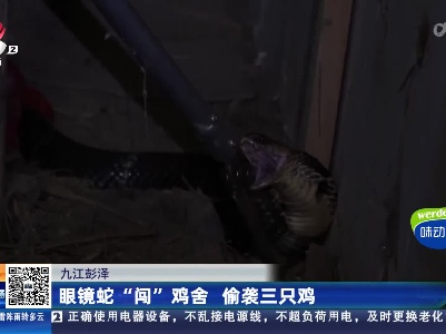 九江彭泽：眼镜蛇“闯”鸡舍 偷袭三只鸡