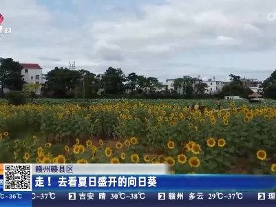 赣州赣县区：走！去看夏日盛开的向日葵