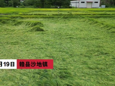 赣州赣县：受台风“泰利”外围影响 500多亩早稻倒伏