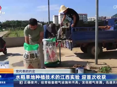 【党代表的约定】水稻旱地种植技术的江西实验 迎首次收获