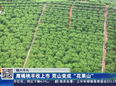 赣州寻乌：鹰嘴桃丰收上市 荒山变成“花果山”