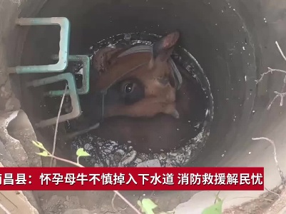 江西南昌县：怀孕母牛不慎掉入下水道 消防救援解民忧