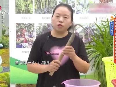 生活小窍门——家庭种菜 需要准备哪些东西？