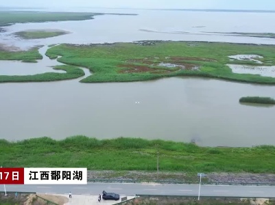 江西鄱阳湖：水位跌破13米关口  鄱阳湖再变“草原