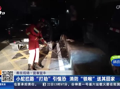 【救在现场】宜春宜丰：小蛇拦路“打劫”引惶恐 消防“锁喉”送其回家