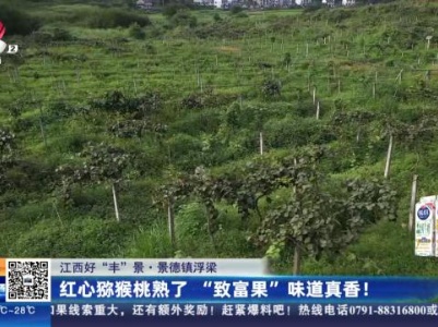 【江西好“丰”景】景德镇浮梁：红心猕猴桃熟了 “致富果”味道真香！