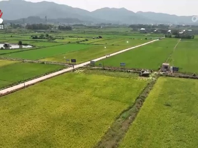 我省推广试种再生稻效果良好