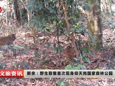 新余：野生猕猴首次现身仰天岗国家森林公园