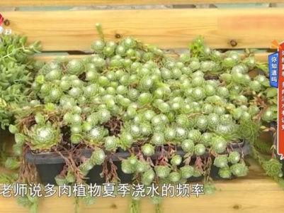 你知道吗——炎热夏季 多肉浇水有讲究