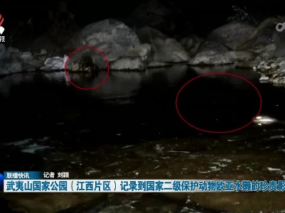 武夷山国家公园（江西片区）记录到国家二级保护动物欧亚水獭的珍贵影像