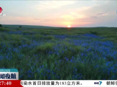 内蒙古科尔沁：千亩鸽子花惊艳绽放