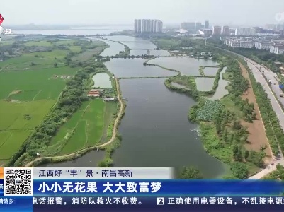 【江西好“丰”景】南昌高新：小小无花果 大大致富梦