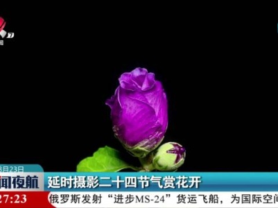 延时摄影二十四节气赏花开